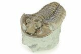 Inflated Flexicalymene Trilobite - Indiana #284149-1